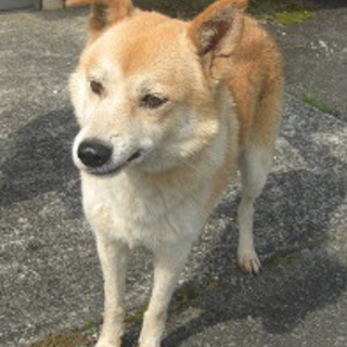 新しい家族と静かな田舎でのんびり暮して行きます♪