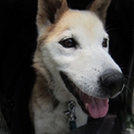 美犬メイちゃんの里親募集