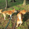 美犬メイちゃんの里親募集 サムネイル2