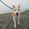 美犬メイちゃんの里親募集 サムネイル3