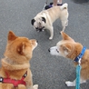 美犬メイちゃんの里親募集 サムネイル4