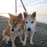 美犬メイちゃんの里親募集 サムネイル6