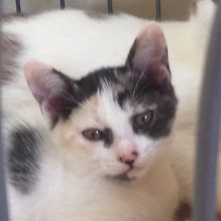 かっこいい三毛猫？