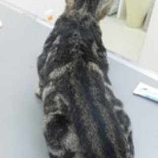 健康チェック済＊アメショー柄のおっとり君＊2ヶ月
