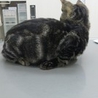 健康チェック済＊アメショー柄のおっとり君＊2ヶ月 サムネイル3