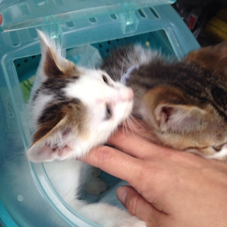 なんとか助けた仔猫二匹 里親詐欺は困ります。