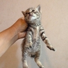 生後3週間、チビ猫の3兄弟の長男 サムネイル3