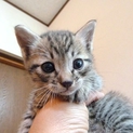 生後3週間、チビ猫の3兄弟の長男
