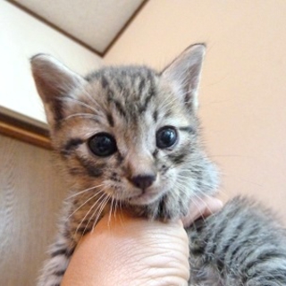 生後3週間、チビ猫の3兄弟の長男