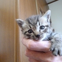生後3週間、チビ猫3兄弟の次男
