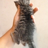 生後3週間、チビ猫の3兄弟の長男 サムネイル2
