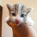 生後3週間、チビ猫3兄弟の末っ子