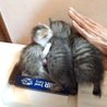 生後3週間、チビ猫3兄弟の末っ子 サムネイル5