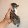 生後3週間、チビ猫3兄弟の末っ子 サムネイル2