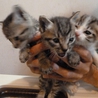 生後3週間、チビ猫3兄弟の末っ子 サムネイル4