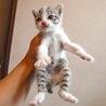 生後3週間、チビ猫3兄弟の末っ子 サムネイル3