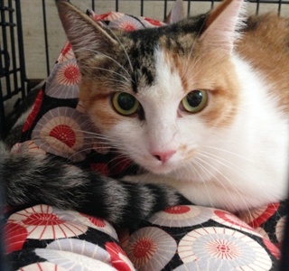 pet2014-09-27-9-1274247542.jpg