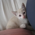 灰色のかわいいシャム猫。生後2か月半位。メス。