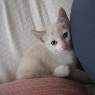 灰色のかわいいシャム猫。生後2か月半位。メス。
