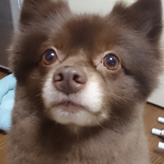 希少色チョコ ポメラニアン 男の子 血統証付