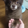 希少色チョコ ポメラニアン 男の子 血統証付 サムネイル3