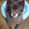 希少色チョコ ポメラニアン 男の子 血統証付 サムネイル2
