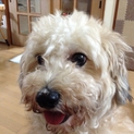 トイプードルとシーズーのMix犬（女の子）