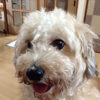 トイプードルとシーズーのMix犬（女の子）