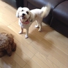トイプードルとシーズーのMix犬（女の子） サムネイル6