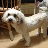 トイプードルとシーズーのMix犬（女の子） サムネイル3