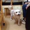 トイプードルとシーズーのMix犬（女の子） サムネイル7