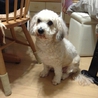 トイプードルとシーズーのMix犬（女の子） サムネイル2