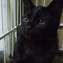 きれいな黒猫です。