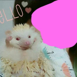 ハリネズミ