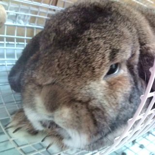 純血ホーランドロップ