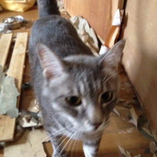 成猫の里親を探しています。
