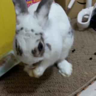 うさぎの男の子