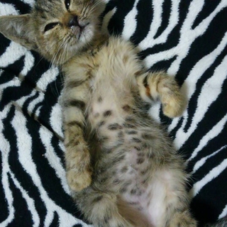 子猫を幸せにして下さい