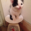白地に黒のブチ模様の可愛い仔猫