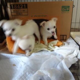 新しいオーナー飼い主さん募集中♪