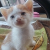 4匹 可愛い子猫ちゃん達です♪ サムネイル2