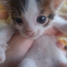 4匹 可愛い子猫ちゃん達です♪ サムネイル4