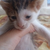 4匹 可愛い子猫ちゃん達です♪ サムネイル3