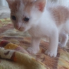 4匹 可愛い子猫ちゃん達です♪ サムネイル5