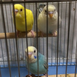 セキセイインコを可愛がってくれる方