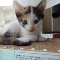 遊び盛りな可愛い子猫。三毛
