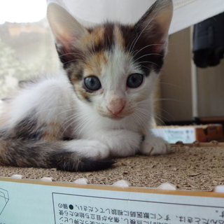 遊び盛りな可愛い子猫。三毛