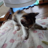 遊び盛りな可愛い子猫。三毛 サムネイル2