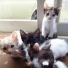 遊び盛りな可愛い子猫。三毛 サムネイル3