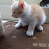 遊び盛りの可愛い子猫。茶トラ白 サムネイル2